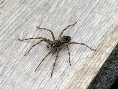 Fishing Spider (Dolomedes sp.)