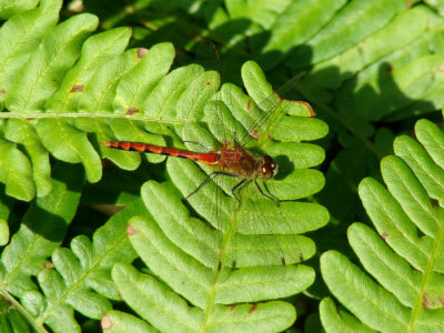 White-faced Meadowhawk (Sympetrum obstrusum)