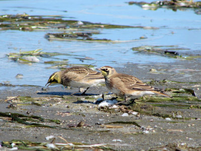 Horned Larks