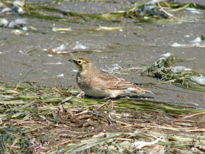 Horned Lark