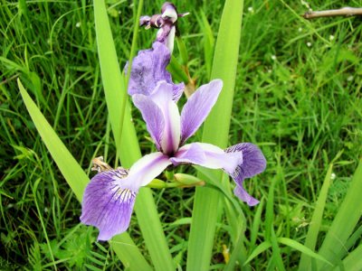 Blue Flag (Iris prismatica)