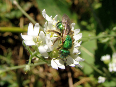 Sweat Bee