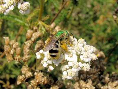 Sweat Bee (Agapostemon sp.)