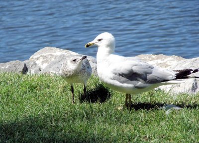 Ring-billed Gulls - adult and juvenile