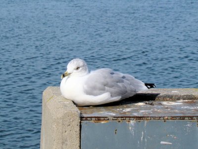 Ring-billed Gull