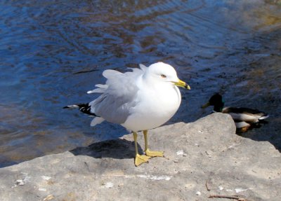 Ring-billed Gull