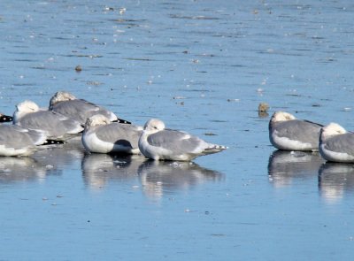 Iceland Gull (center) with Herring Gulls