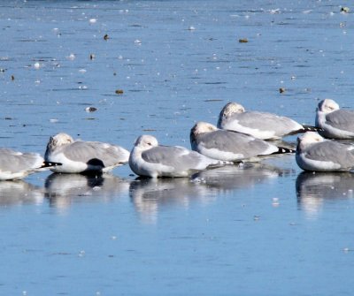 Iceland Gull (center) with Herring Gulls
