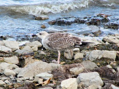 Juvenile Great Black-backed Gull