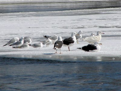 Glaucous Gull (far right)