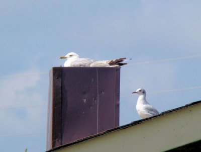 Ring-billed and Bonaparte's Gulls