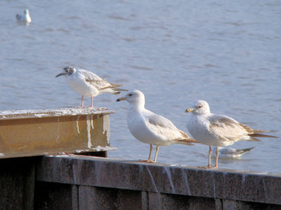 Bonaparte's and Ring-billed Gulls