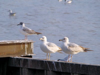 Bonaparte's and Ring-billed Gulls