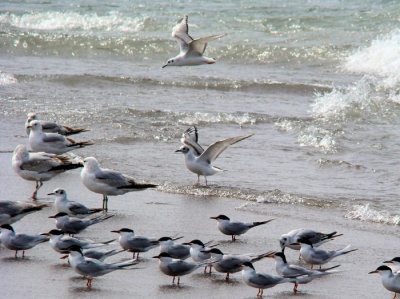 Terns and Gulls on the southernmost tip of Canada