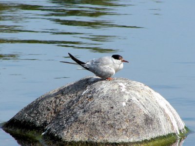 Common Tern