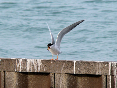 Forster's Tern