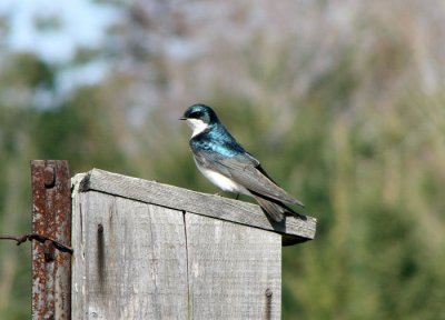 Tree Swallow