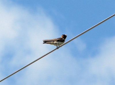 Cliff Swallow