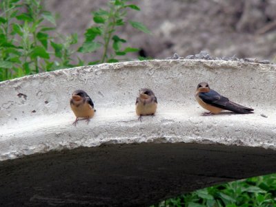 Barn Swallows (juveniles)