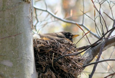 Nesting American Robin