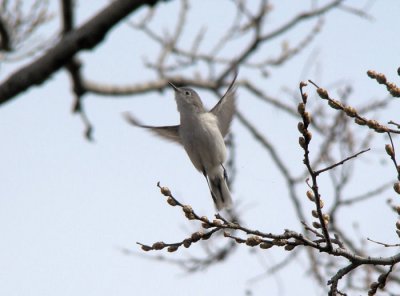 Blue-gray Gnatcatcher