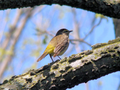 Palm Warbler