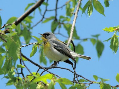 Northern Parula