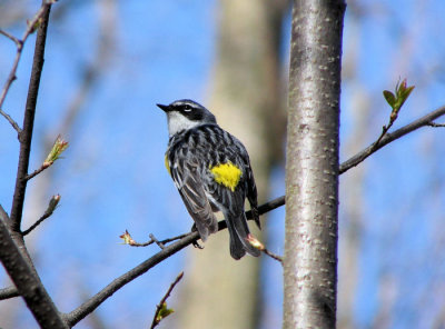 Yellow-rumped Warbler