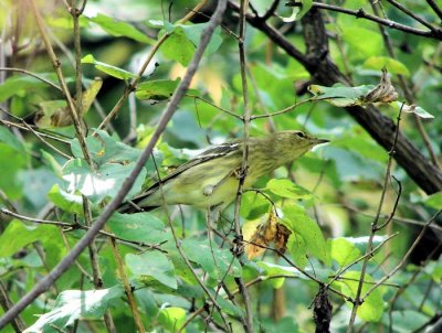 Blackpoll Warbler