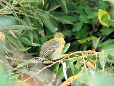 Blackpoll Warbler