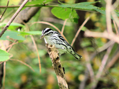 Black-and-white Warblers