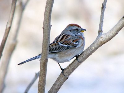 American Tree Sparrow