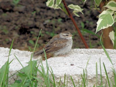 Chipping Sparrow (fledgling)