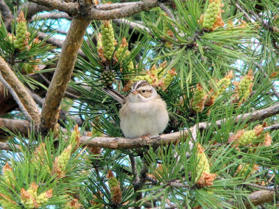 Clay-coloured Sparrow