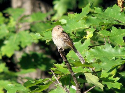 Field Sparrow (juvenile)