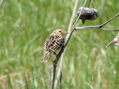 Grasshopper Sparrow