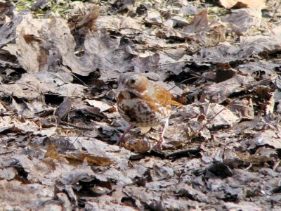 Fox Sparrow