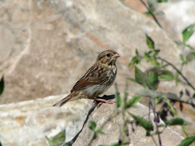 Song Sparrow (juvenile)