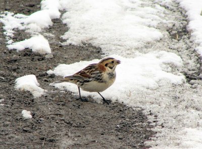 Lapland Longspur