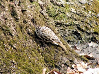 Brown Creeper