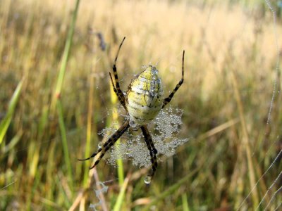 Banded argiope (Argiope trifasciata)