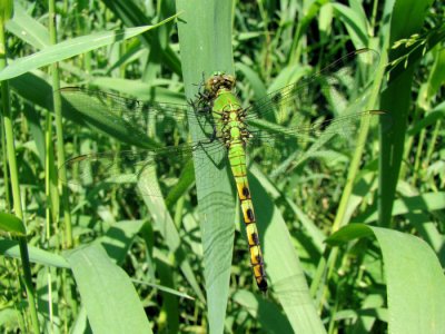 Eastern Pondhawk (Erythemis simplicicollis), female