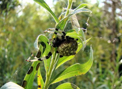 Shamrock Orbweaver (Araneus trifolium)