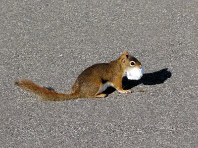 Red Squirrel