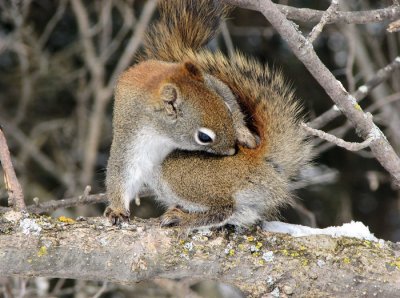 Red Squirrel