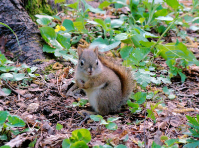 Red Squirrel