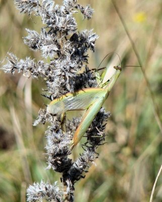 Praying Mantis (Mantis religiosa) showing its wing