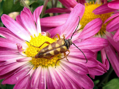 Flower Longhorn (Typocerus sp.)