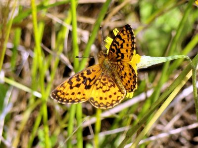 Silver-bordered Fritillary (Boloria myrina)