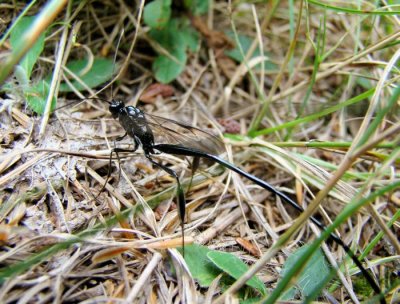 Pelecinid Wasp (Pelecinus polyturator)